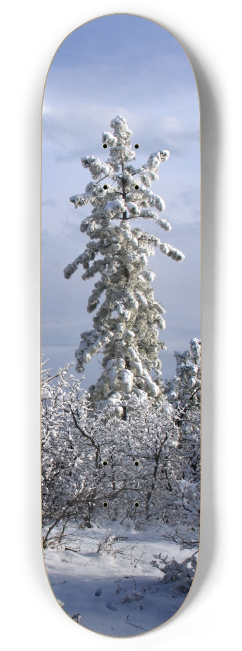 Snowy Tree