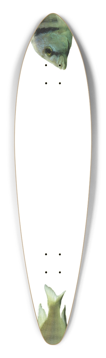 Fish - Nose/Tail (transparent)