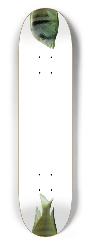 Fish - Nose/Tail (transparent)