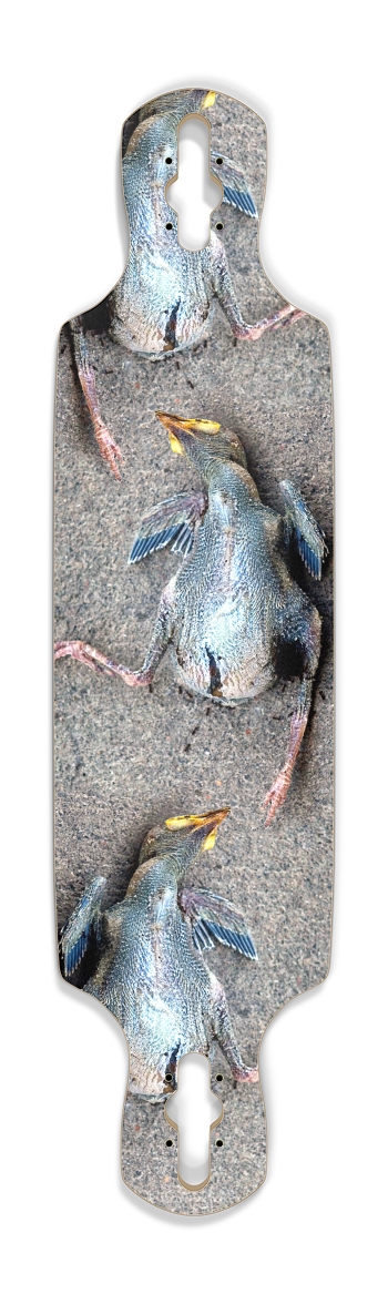 dead baby bird