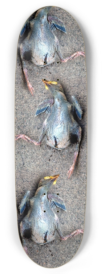 dead baby bird