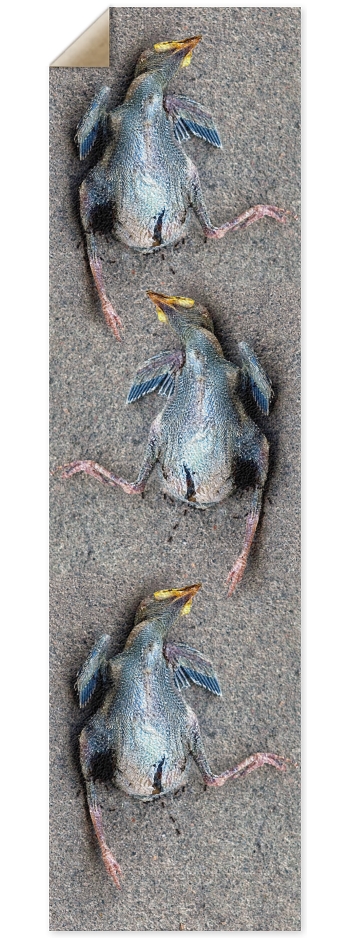 dead baby bird 9 x 33 Inch Griptape
