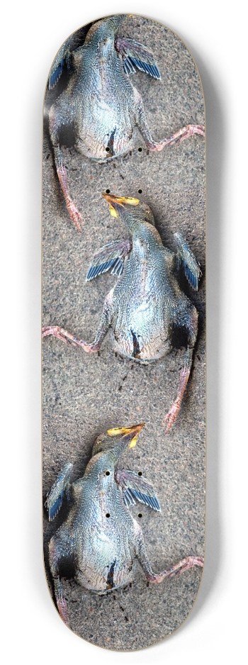 dead baby bird