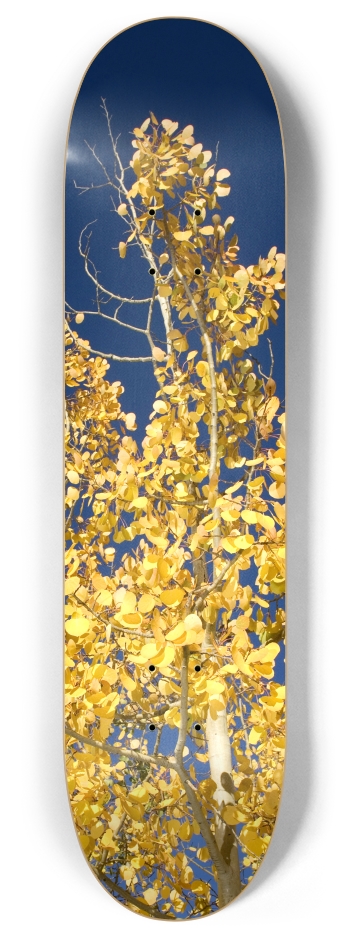 Aspen Tree 8 Inch Skateboard Deck
