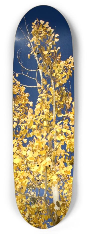 Aspen Tree
