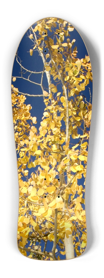 Aspen Tree