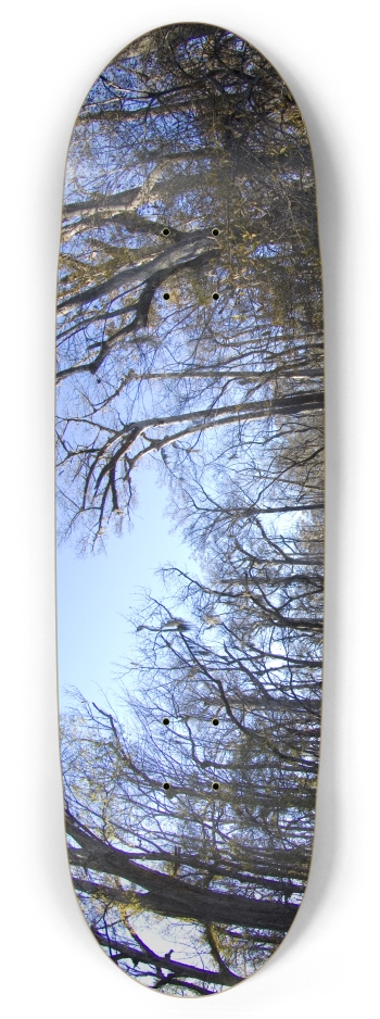 Trees 2