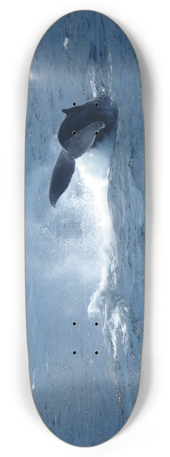 Whale Tail