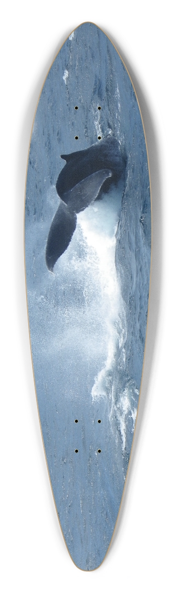 Whale Tail
