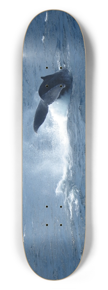 Whale Tail