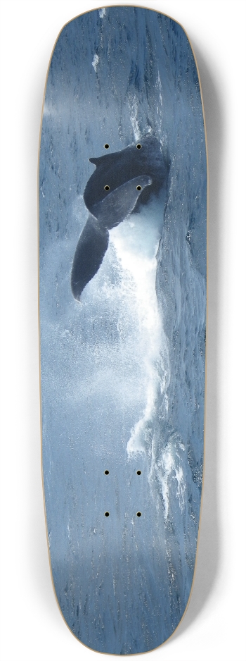 Whale Tail Square Nose