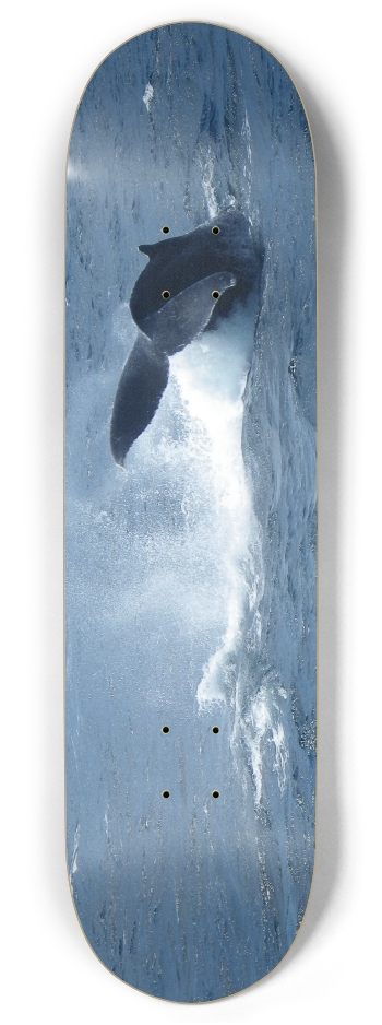 Whale Tail