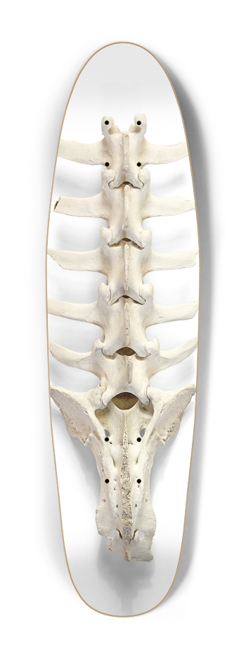 backbone