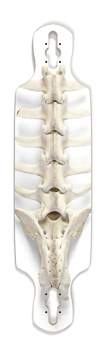 backbone