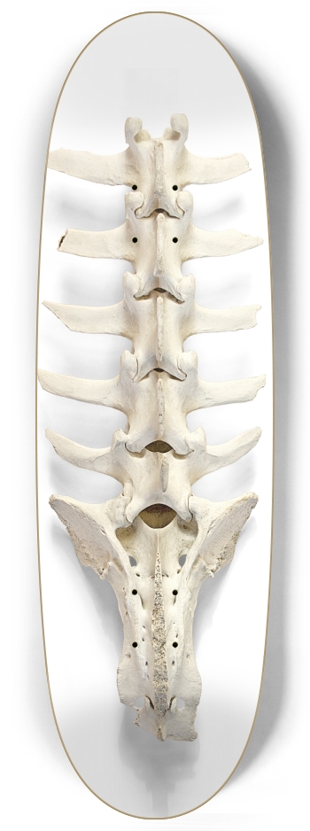 backbone Egg Shape