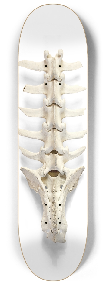 backbone 8-1/4 Skateboard Deck