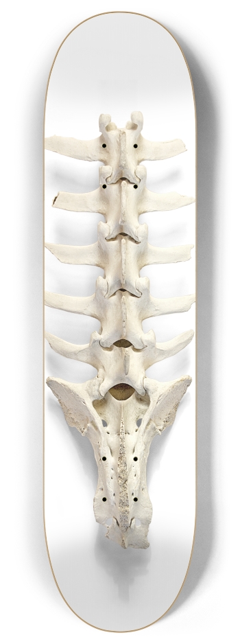 backbone 8 Inch Skateboard Deck