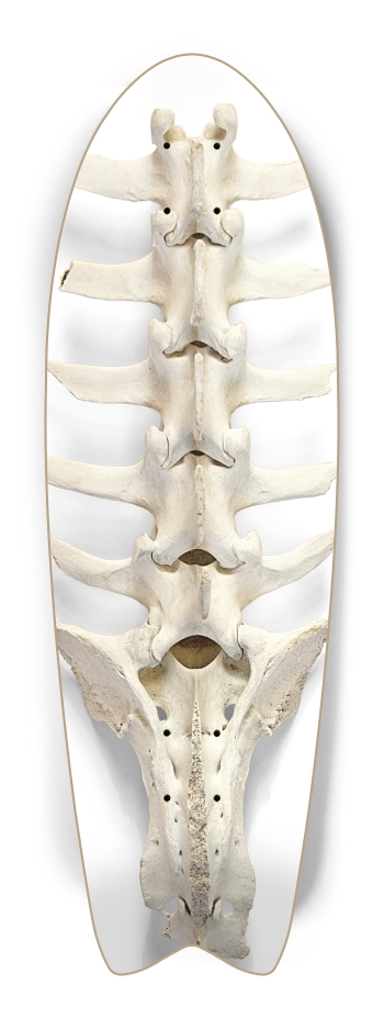 backbone