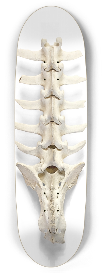 backbone
