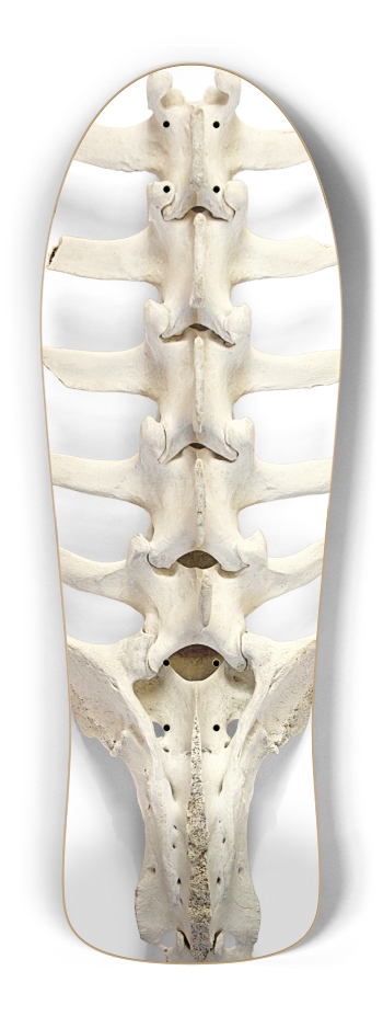 backbone Old School Shape