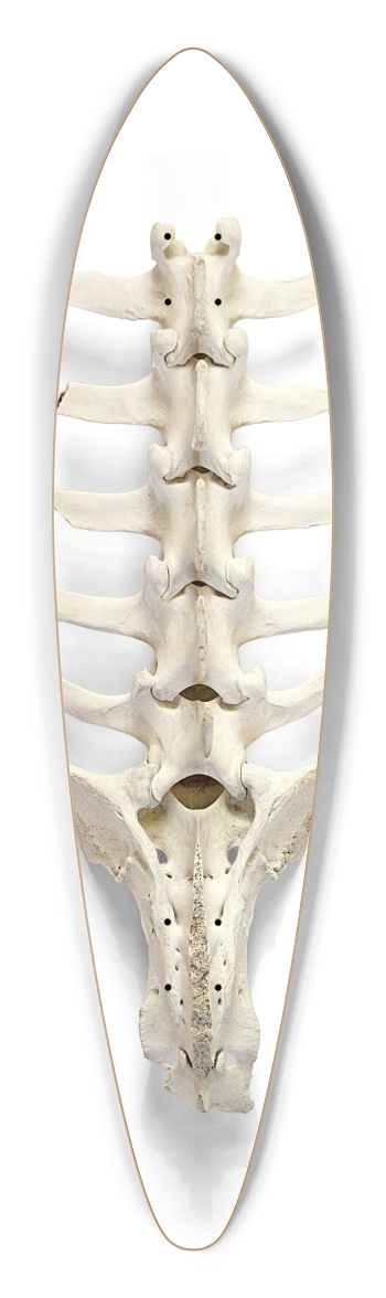 backbone