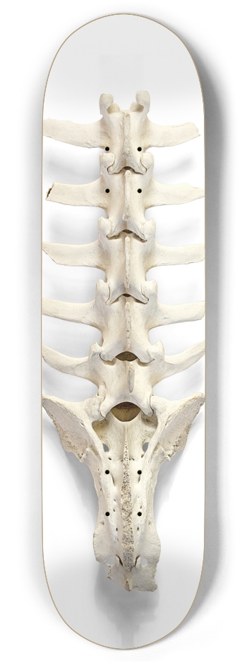 backbone