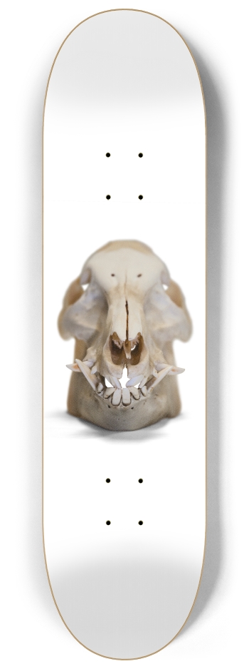 boar skull straight on 8-1/4 Skateboard Deck