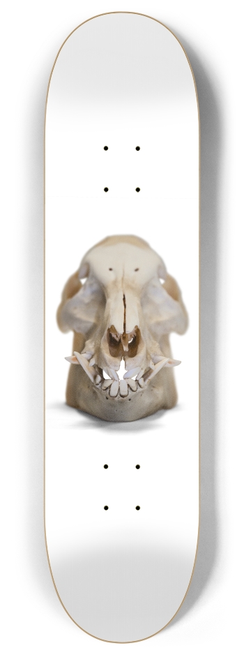 boar skull straight on 8 Inch Skateboard Deck