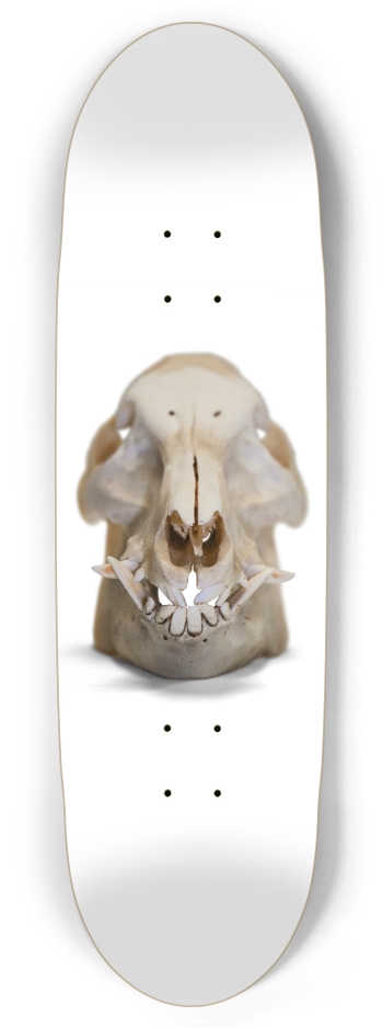 boar skull straight on