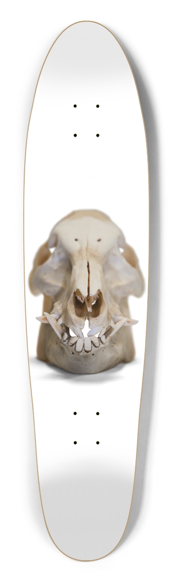 boar skull straight on Longboard Shape