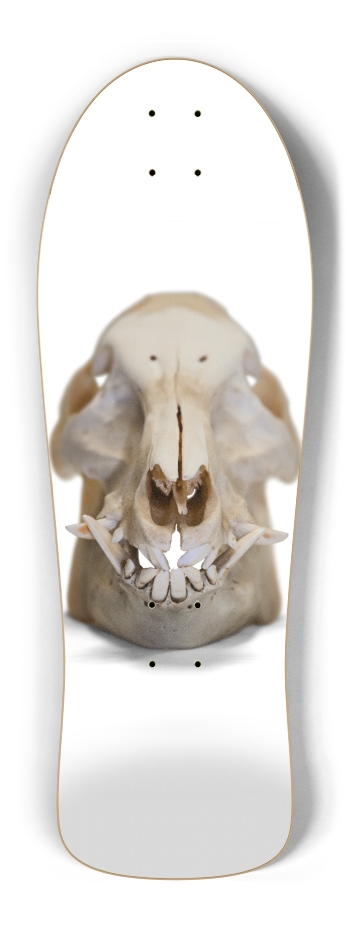 boar skull straight on
