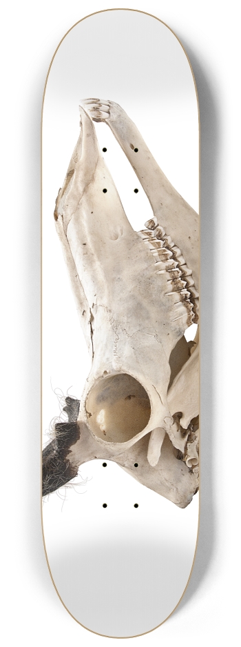 goat skull crop 8-1/4 Skateboard Deck