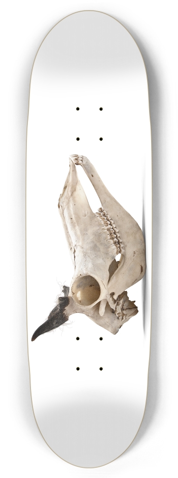 goat skull profile
