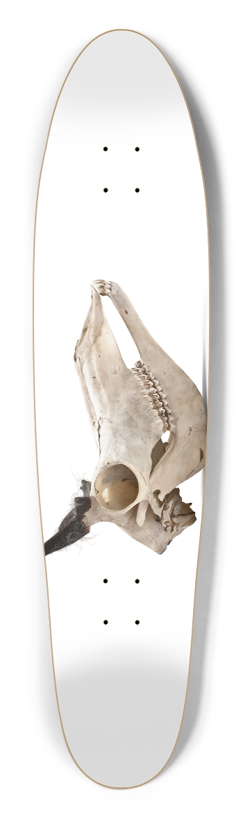 goat skull profile