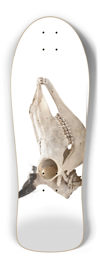 goat skull profile