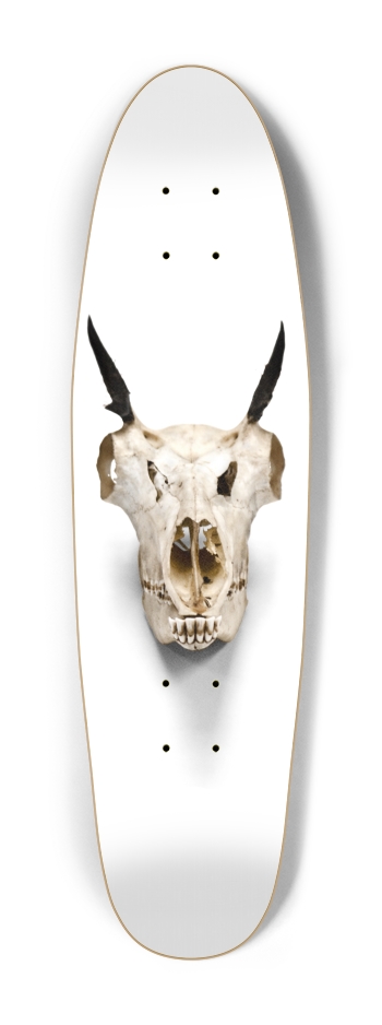 goat skull straight on