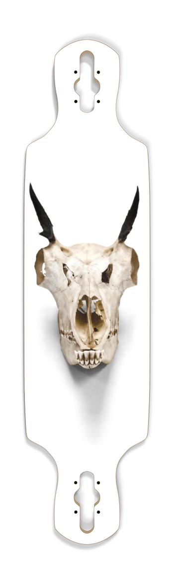 goat skull straight on