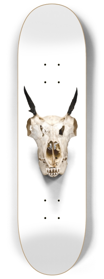 goat skull straight on 8-1/4 Skateboard Deck