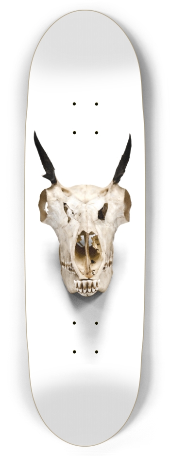 goat skull straight on