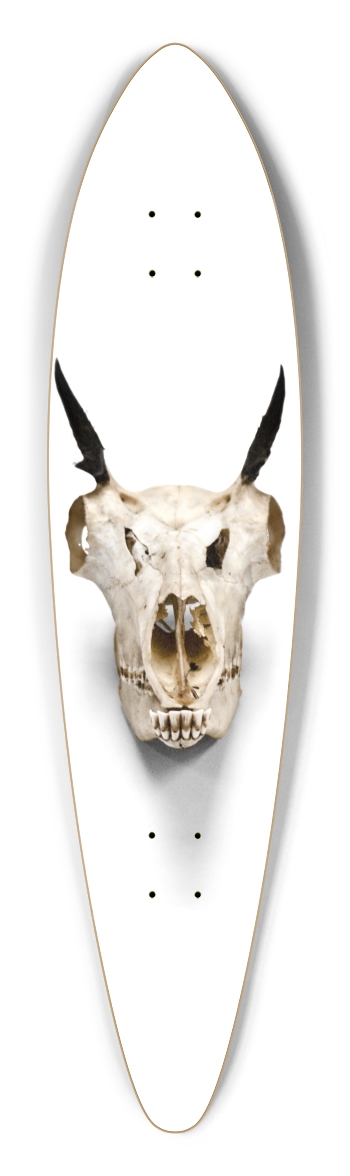 goat skull straight on