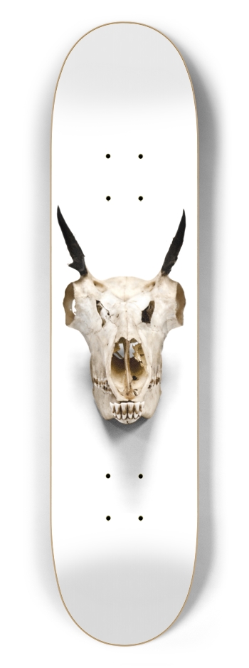 goat skull straight on