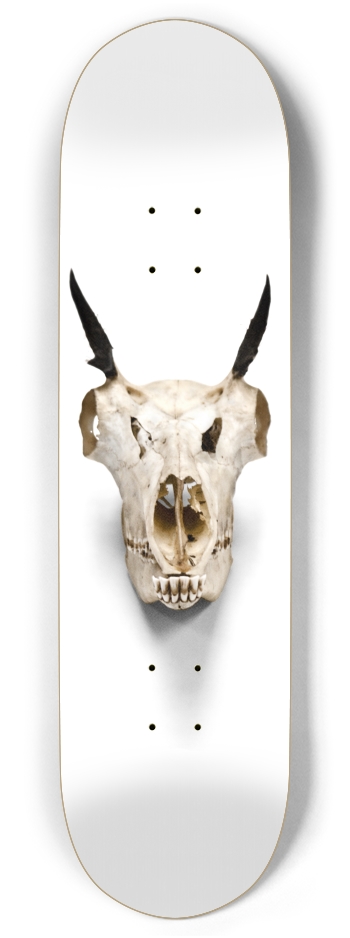 goat skull straight on