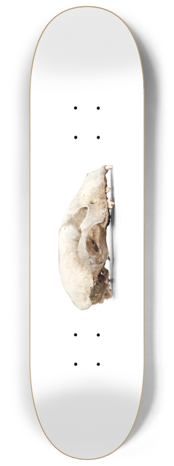 woodland skull 8-1/4 Skateboard Deck