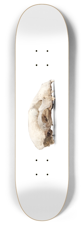 woodland skull 8 Inch Skateboard Deck