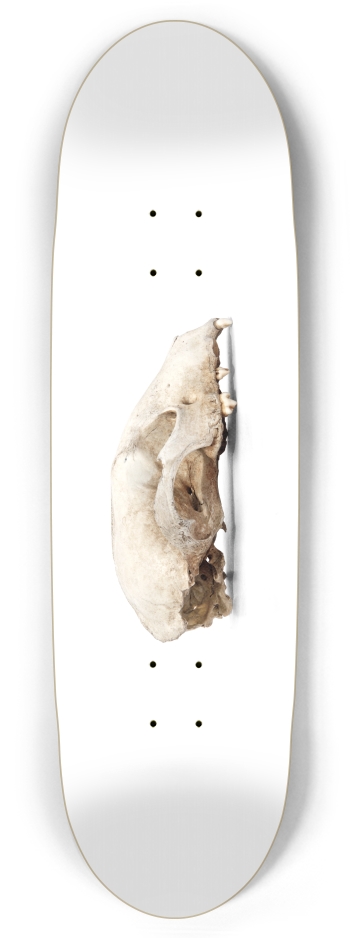 woodland skull