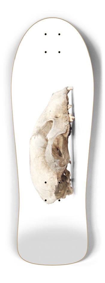 woodland skull