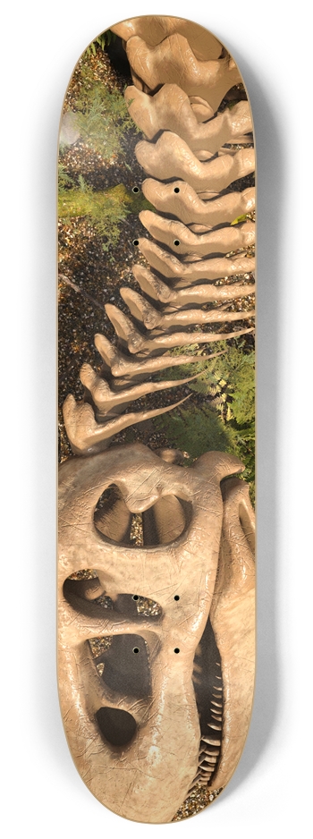 Tyrannosaurus Rex Skeleton 8 Inch Skateboard Deck