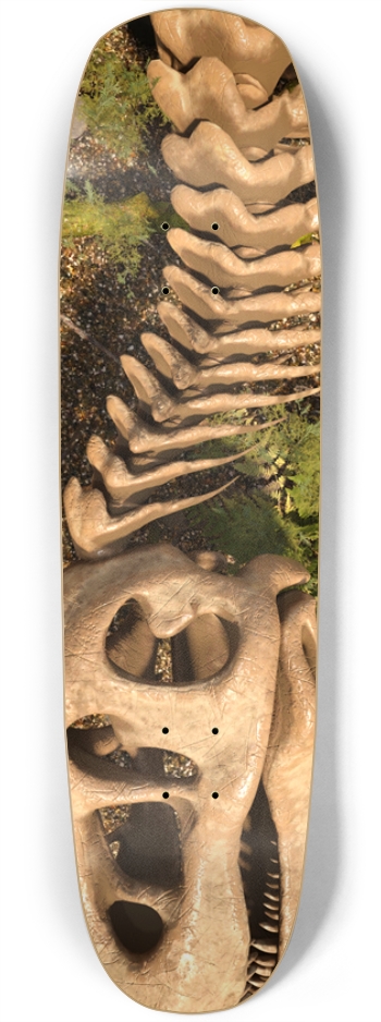 Tyrannosaurus Rex Skeleton Square Nose