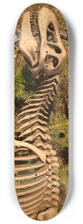 Tyrannosaurus Rex Skeleton 8-1/4 Skateboard Deck