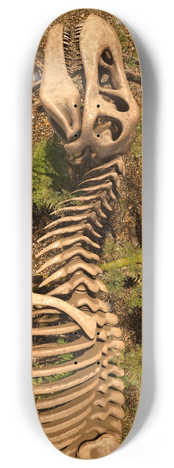 Tyrannosaurus Rex Skeleton 8 Inch Skateboard Deck